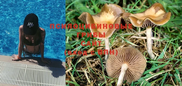 PSILOCYBIN Абдулино