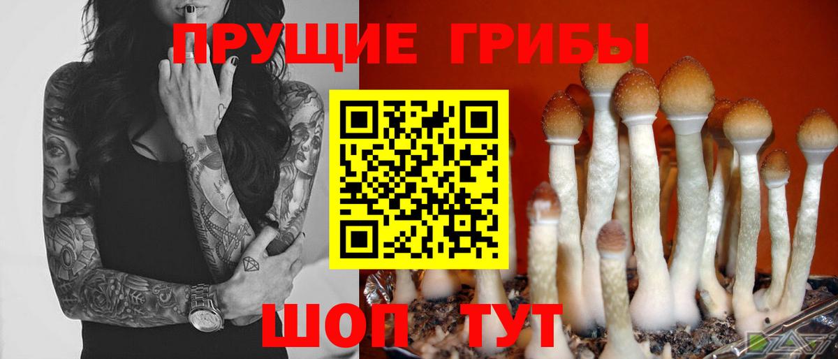 Тула  Псилоцибиновые грибы Psilocybe  Вход с VPN  Галлюциногенные грибы мухоморы 